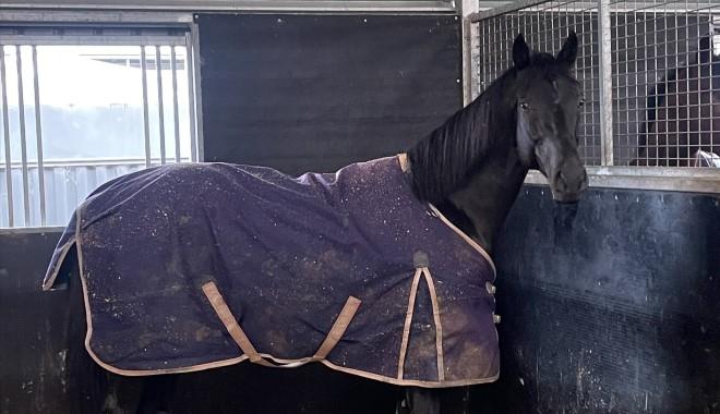 幸運之星香港無法上陣轉投澳洲