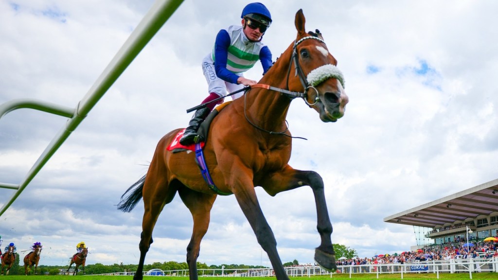 古活盃第三勢力，進步速度超快的好勝駒