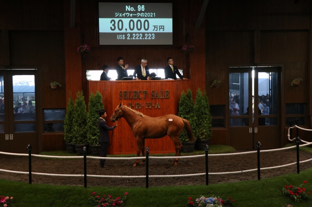 日本精選拍賣會周歲精選，沒有大震撼仍然瘋狂