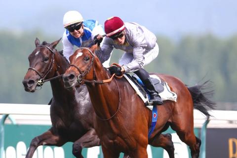 奧蘭奴錦標，神尊全智有意挑戰凱旋門