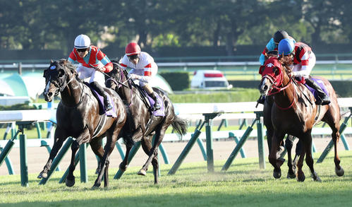 每日賽馬晚報（2025年2月25日），🇺🇸🇦🇪好精力傾向參戰杜拜世界盃，🇯🇵險峰懸壁不幸事故離世