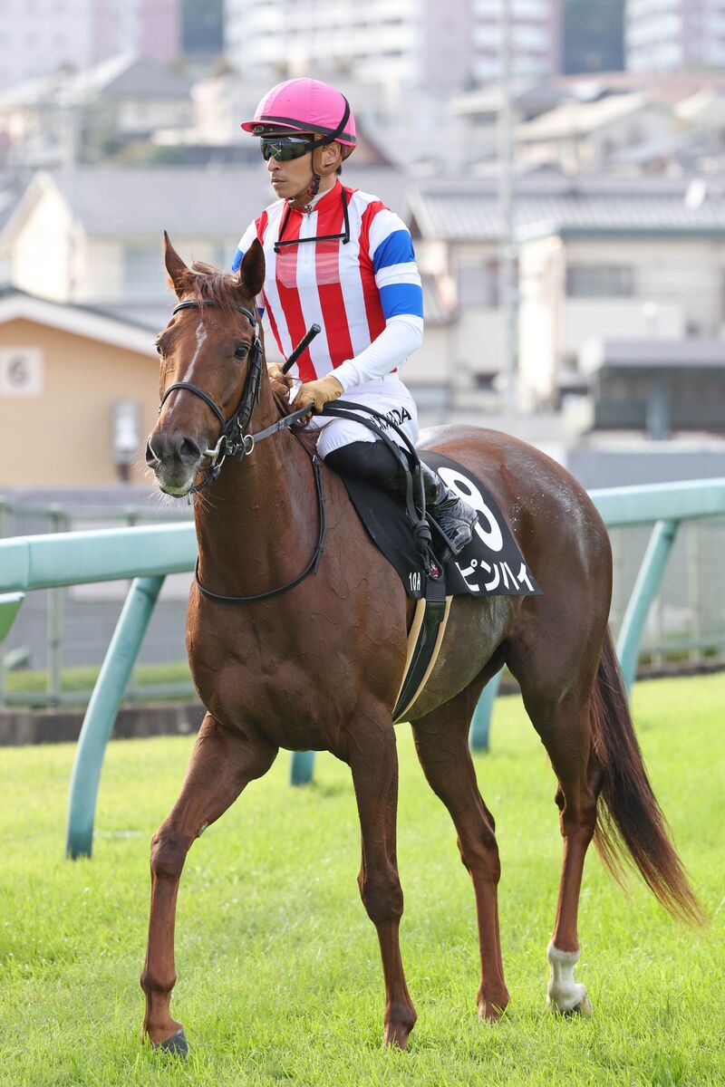 正確距離無緣秋華後，直接瞄準日本女皇盃