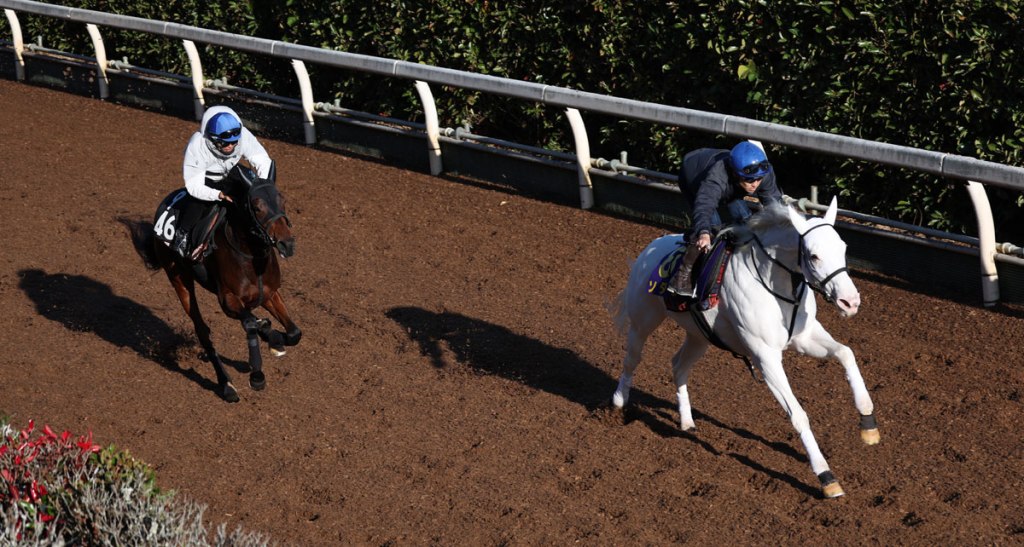 白毛之羽純淨之輝