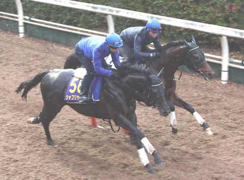 2022年11月27日賽馬日（10場田草、C跑道）+日本盃賽事特集