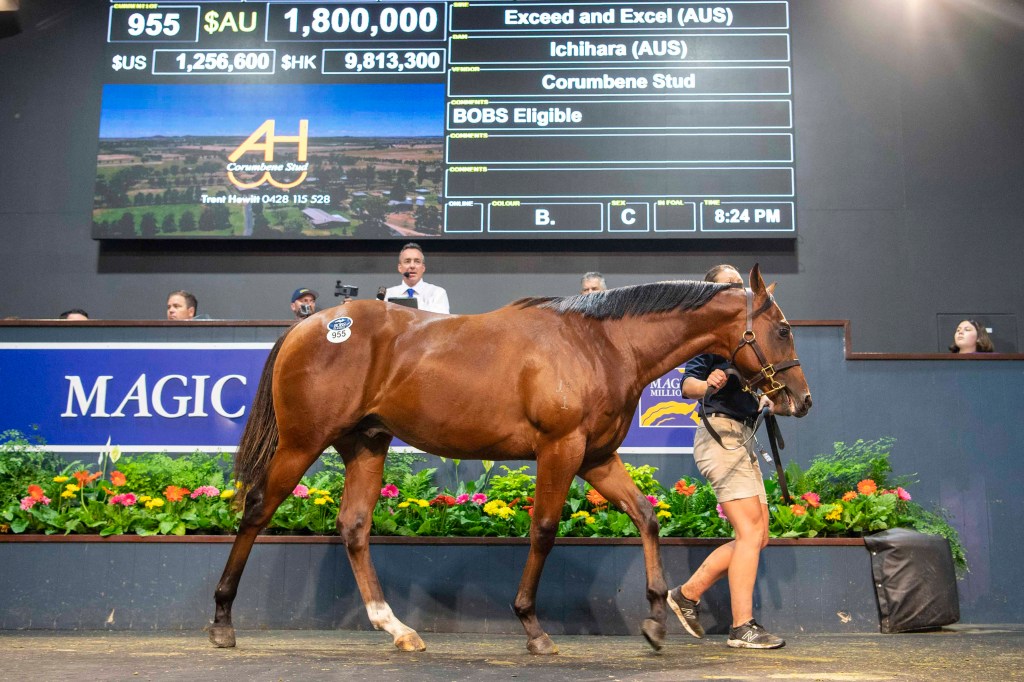 神奇百萬拍賣會第二部份，至高無極子嗣繼續掃貨，將系馬主重價買下良血半弟
