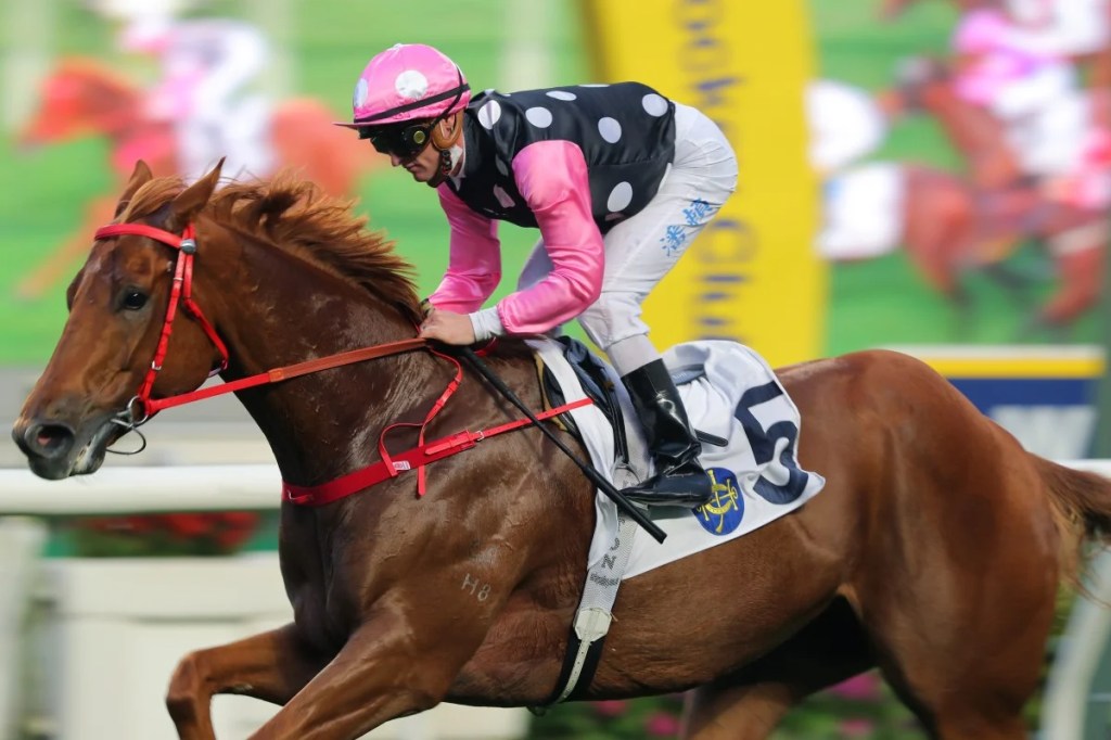 每日賽馬晚報(2023年2月12日),布文連金拖鞋大賽考慮騎,永遠美麗打吡加入戰團