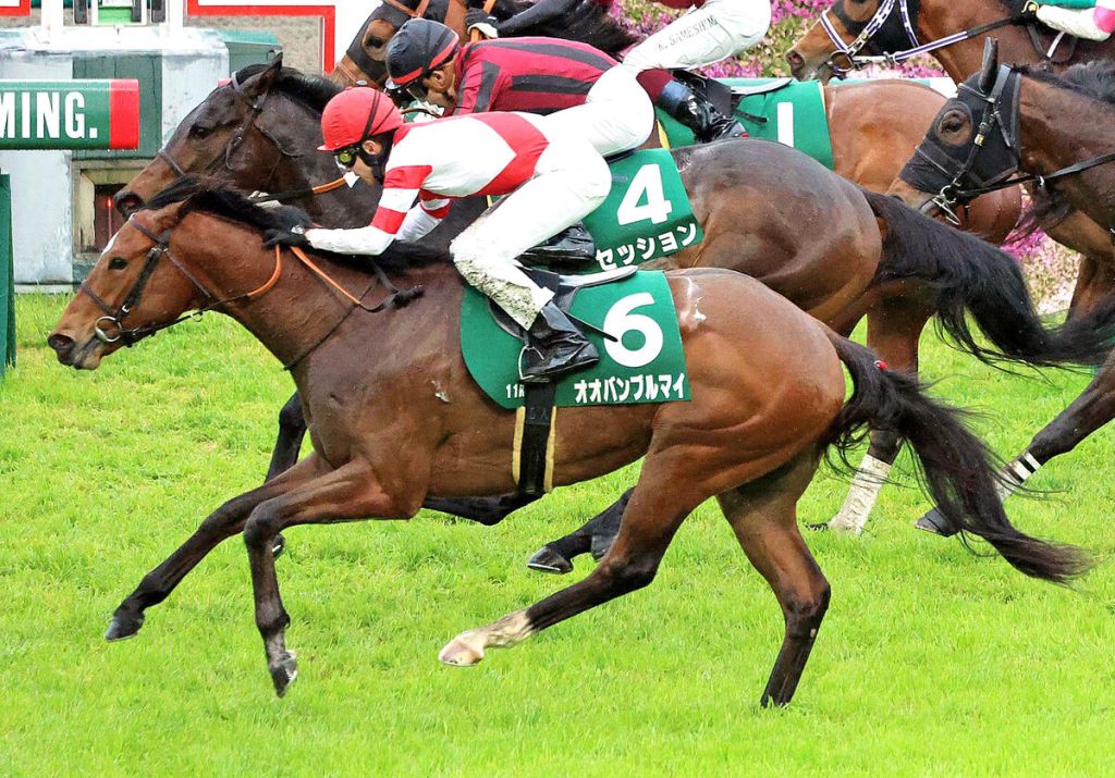 Obamburumai參加澳洲金鷹錦標