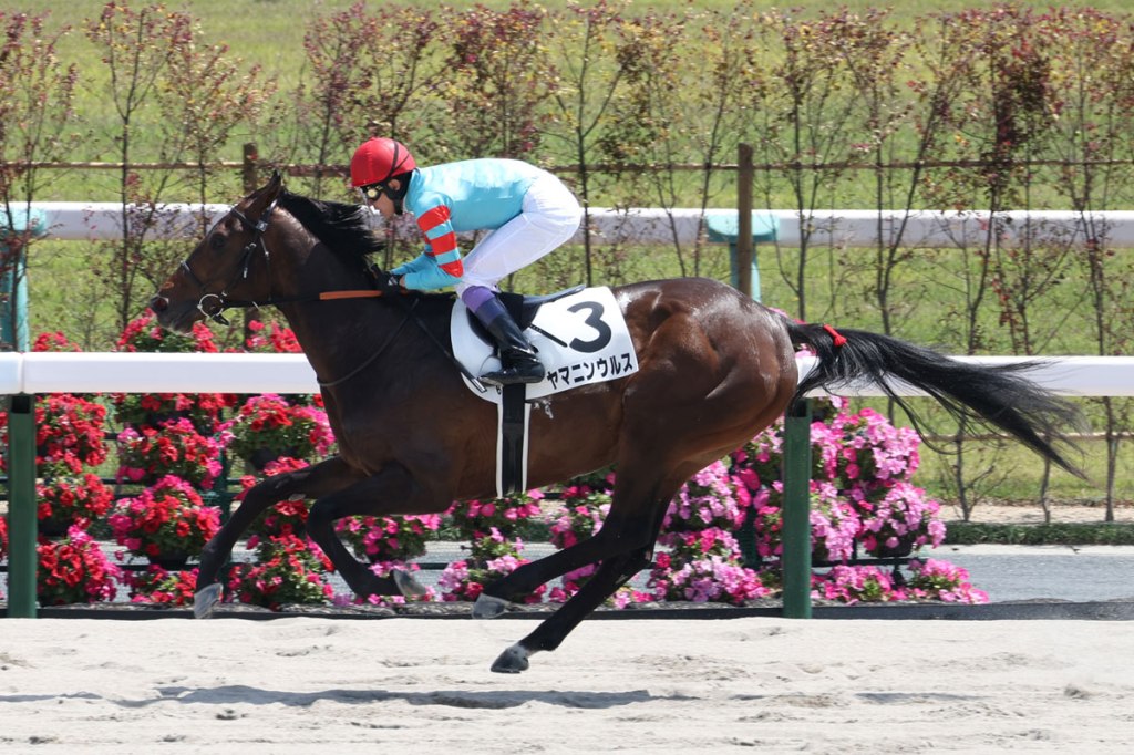 武豐揚言找到「日本版」航線Yamanin Ours