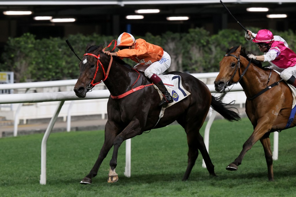 嫡愛心或跑四歲馬系列賽