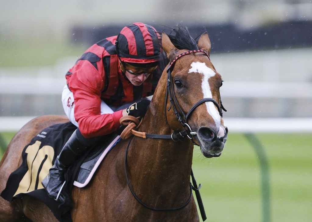 夏威夷半弟惠比壽能否反勝