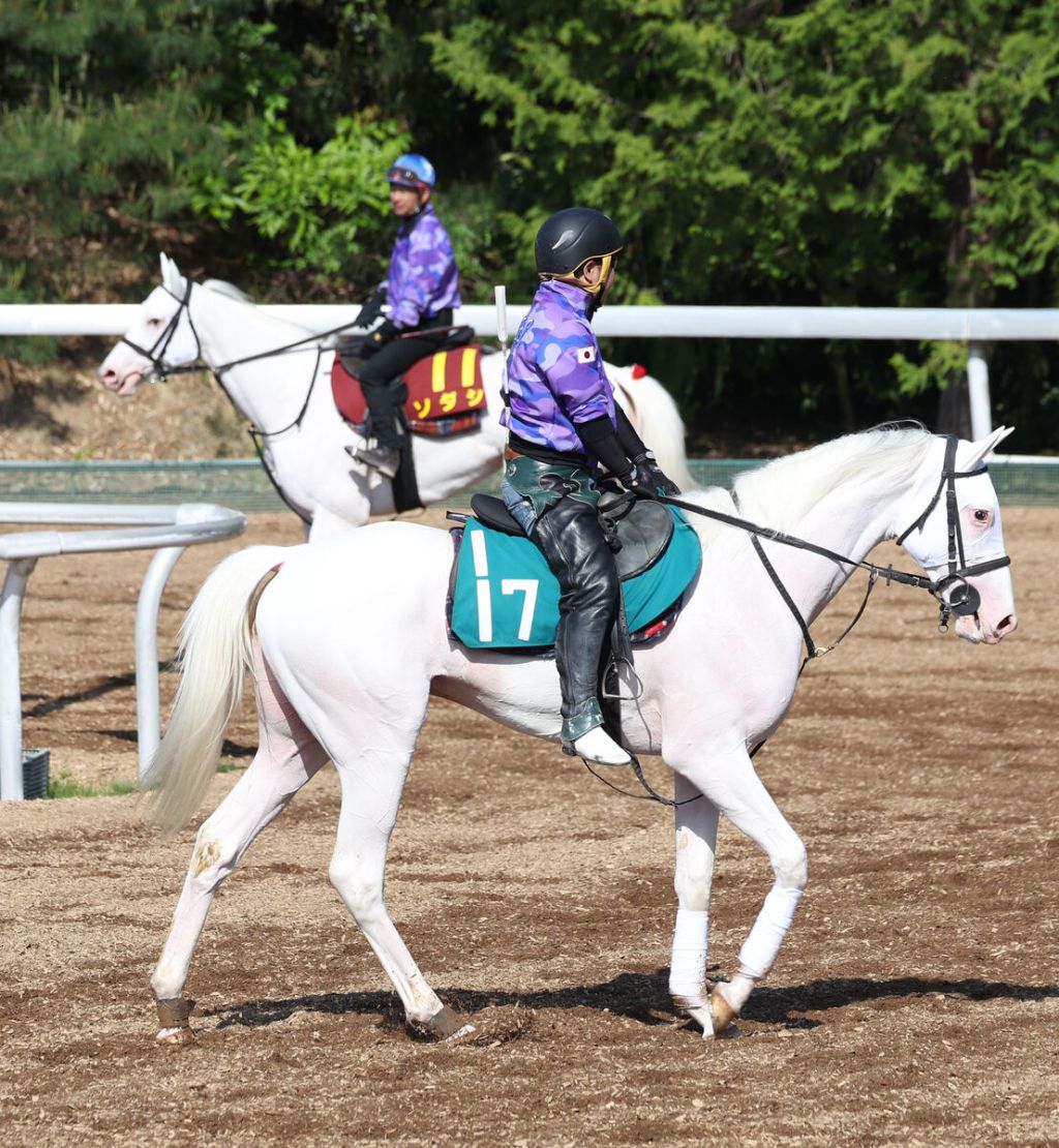 每日賽馬晚報（2023年5月11日），凱旋門大賽報名有兩個奇怪之處，馬主Marwan Koukash破產無緣參加車士達賽馬節