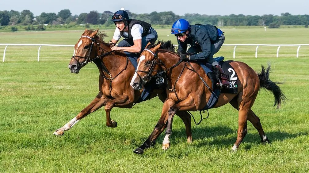 布宜學將策騎包紀耀兩匹兩歲馬