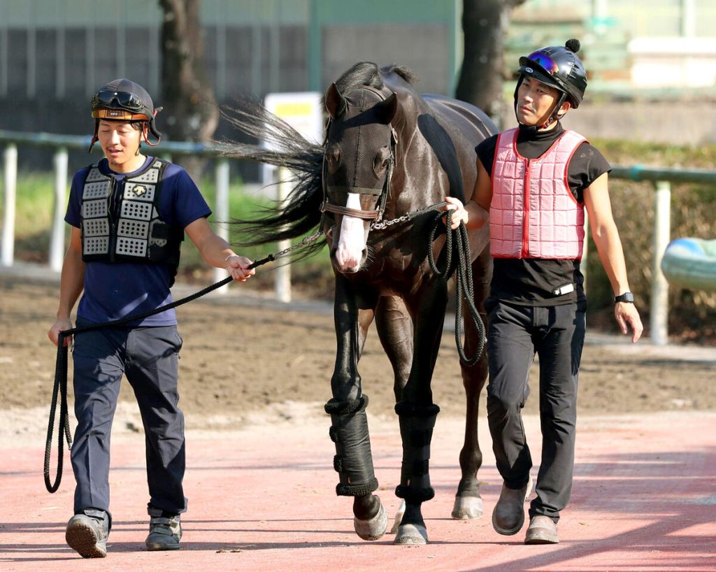 2023年10月29日賽馬日(10場谷草、C跑道)+秋季天皇賞推介特集