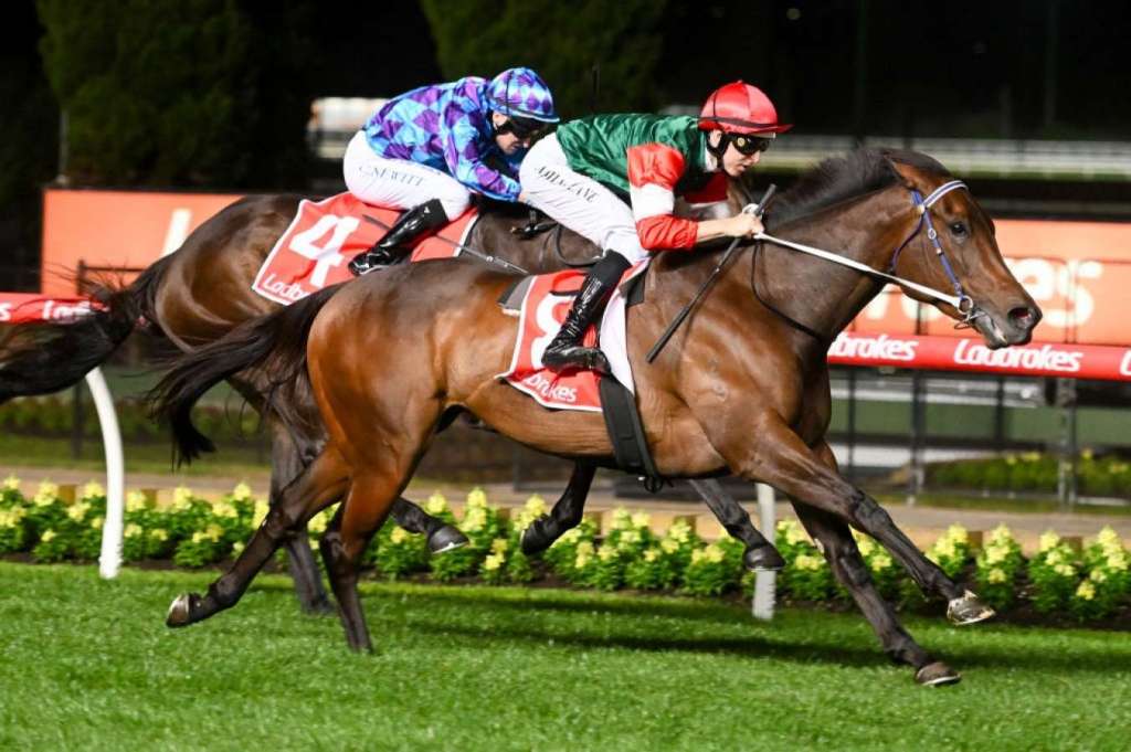 西澳明星馬Amelia’s Jewel將轉投凌靄琛馬房