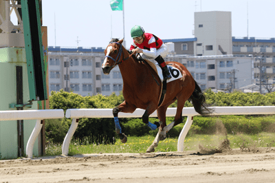 最年長日本現役賽駒Hikaru Ayanohime離世