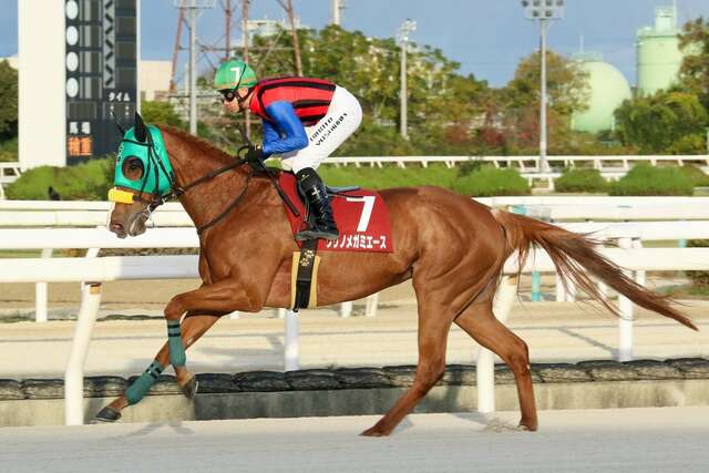 兵庫馬Kurino Megami Ace參加日本盃