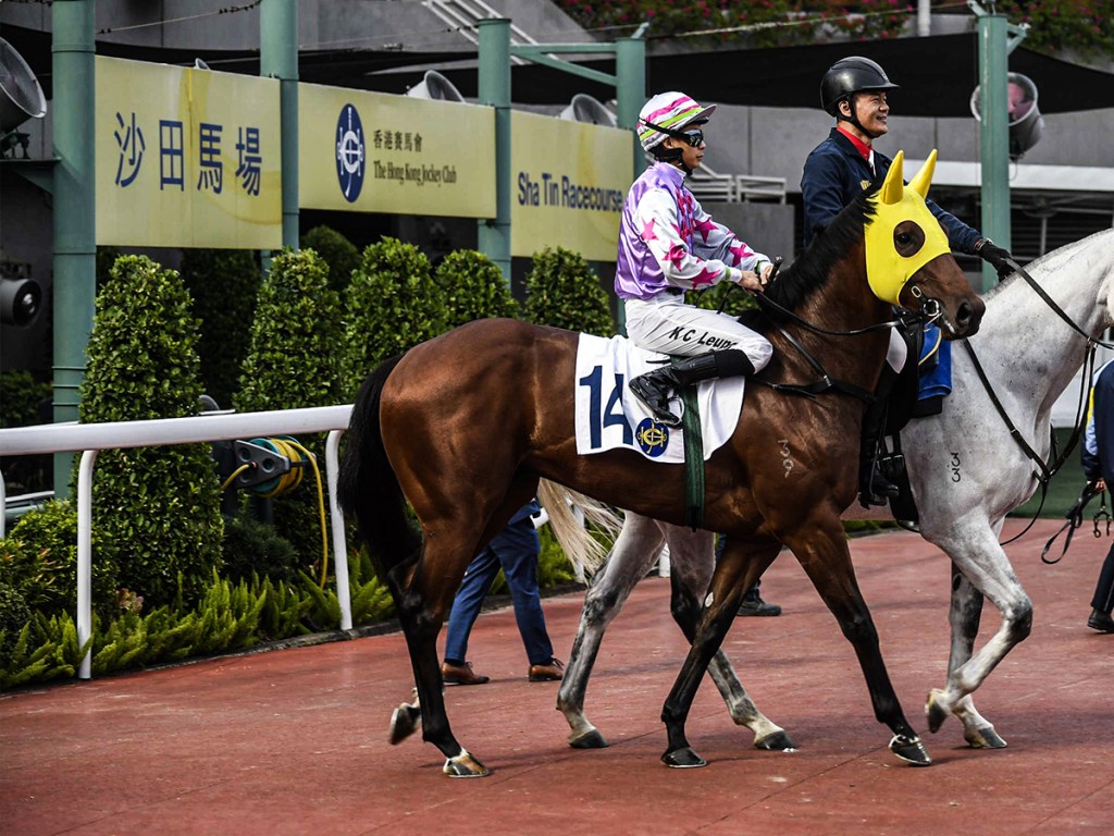 久久為尊能否成打吡奇葩？