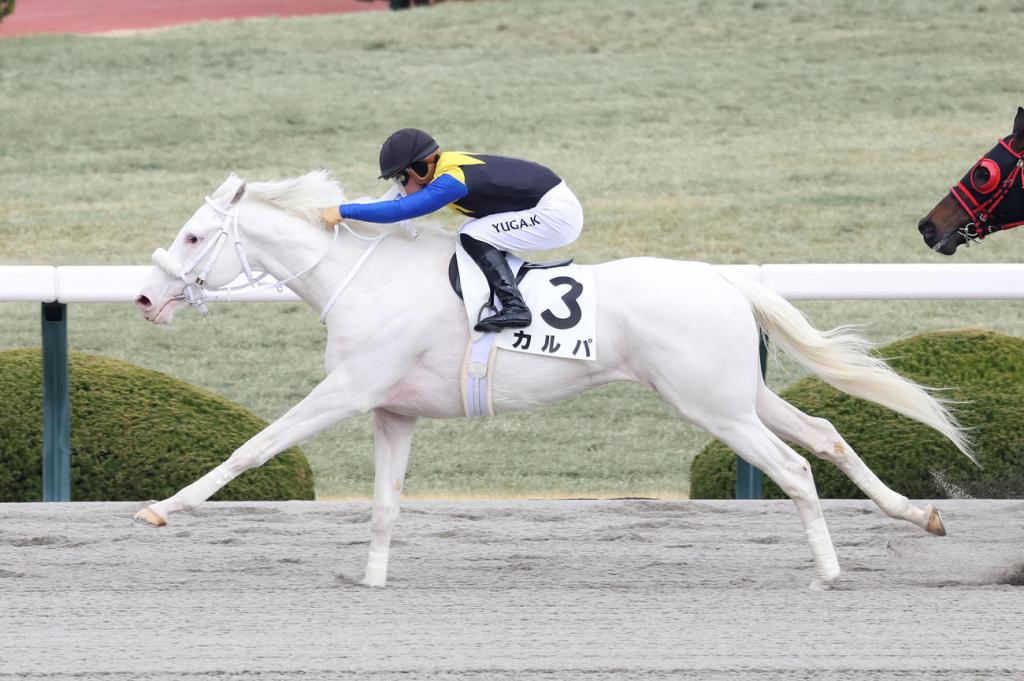 每日賽馬晚報（2024年3月17日），🇮🇪許覺能成自由身，🇯🇵純淨之輝半弟Kalpa花七場賽事取下勝利