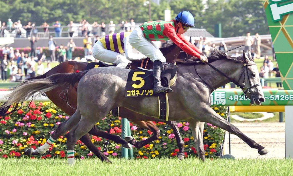 每日賽馬晚報（2024年4月29日），🇭🇰大至尊跑多場遮打盃，🇯🇵Koganeno Sora獲日本橡樹優先出賽資格