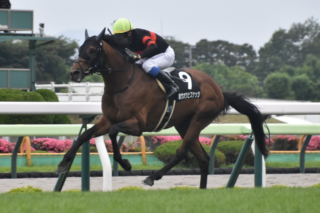 每日賽馬晚報（2024年7月1日），🇬🇧甫立勝何澤堯翻版事件18日停賽，🇸🇬林家灑脫離稱霸四歲馬只差一步