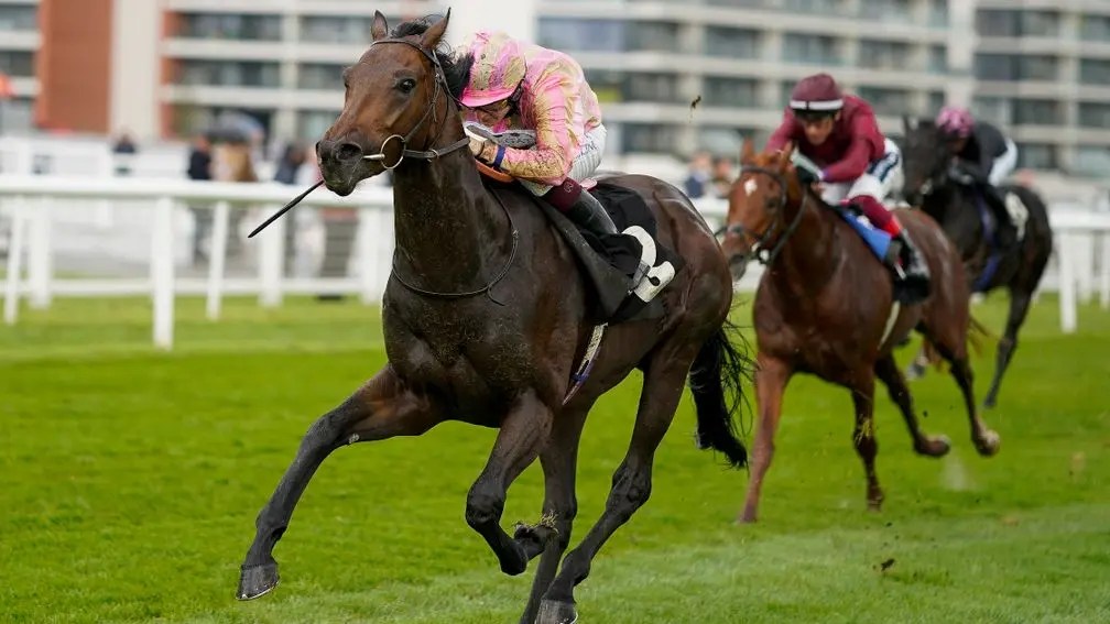 每日賽馬晚報(2024年7月7日),🇮🇪Ezeliya火速退役,🇭🇰🇦🇺遙遠星空種權有人中招