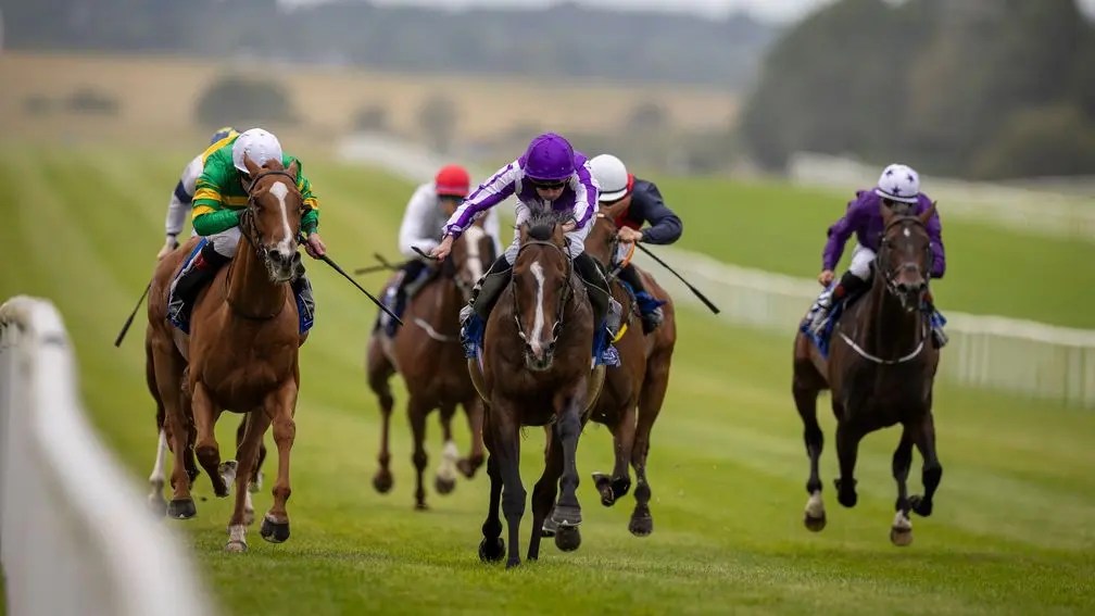 浪接浪返回日本做種馬
