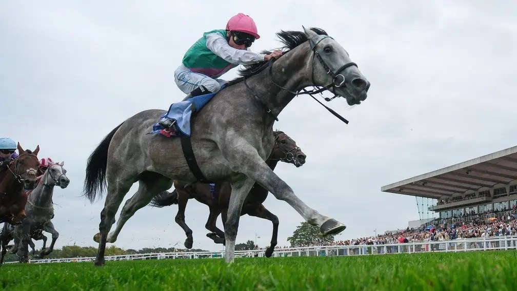 布宜學料接騎遍地金