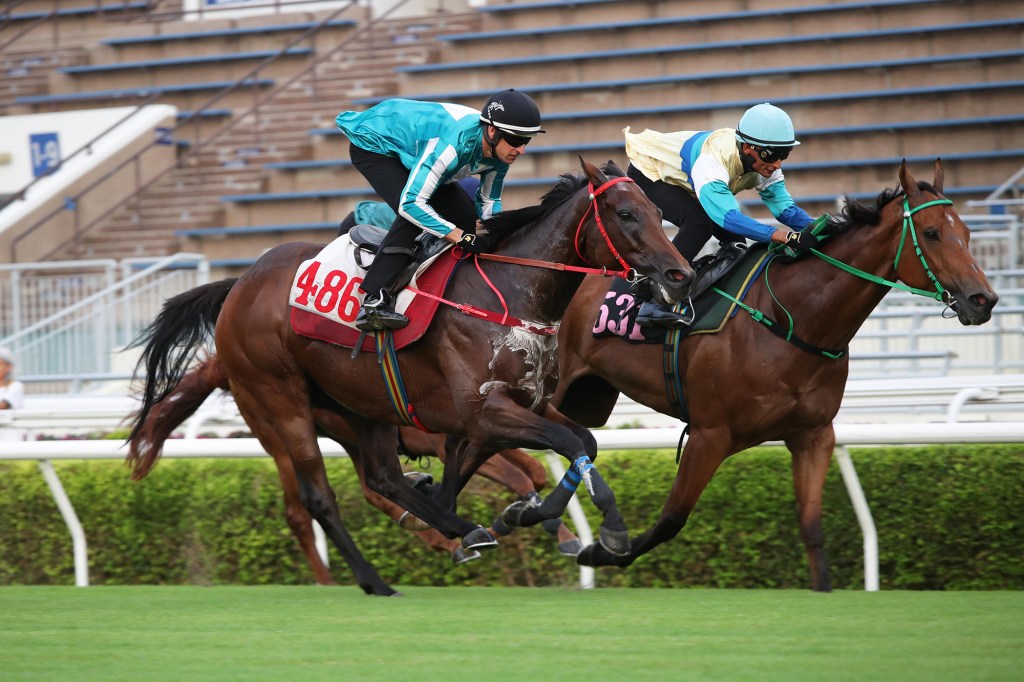 浪漫勇士是否捨棄香港賽事作長期遠征