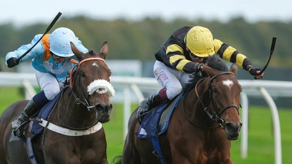 每日賽馬晚報(2024年10月11日),🇬🇧Amo Racing狂花千萬堅尼購入良駒,🇯🇵橡木城贏秋華賞需克服外檔