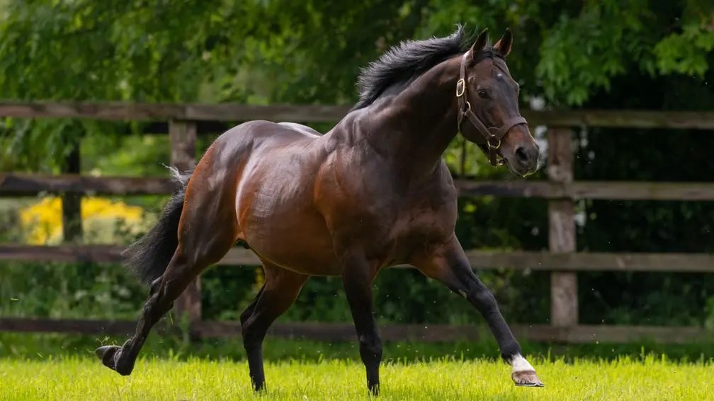 志氣高結束種馬任務