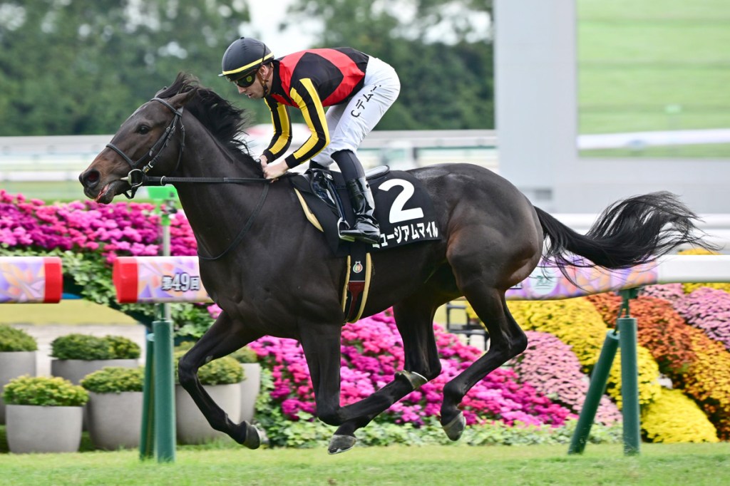 每日賽馬晚報(2024年11月10日),🇦🇺🇭🇰不戰而勝及好天朗出戰國際賽,🇯🇵開天君霸氣奪武藏野錦標