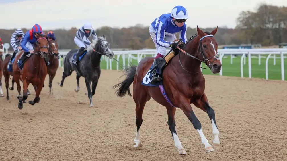 勇狐隊以及譽滿杜拜膠沙地備戰香港國際賽事