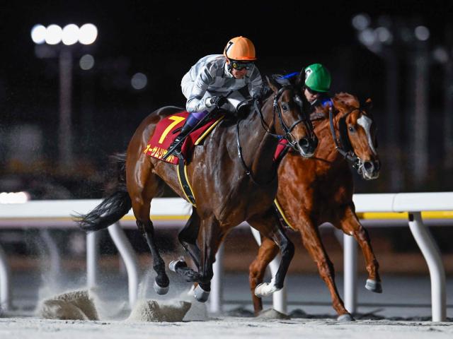 每日賽馬晚報（2025年2月12日），🇭🇰六位訪港騎師做雷霆救兵，🇯🇵Awesome Result泥地賽八戰八捷