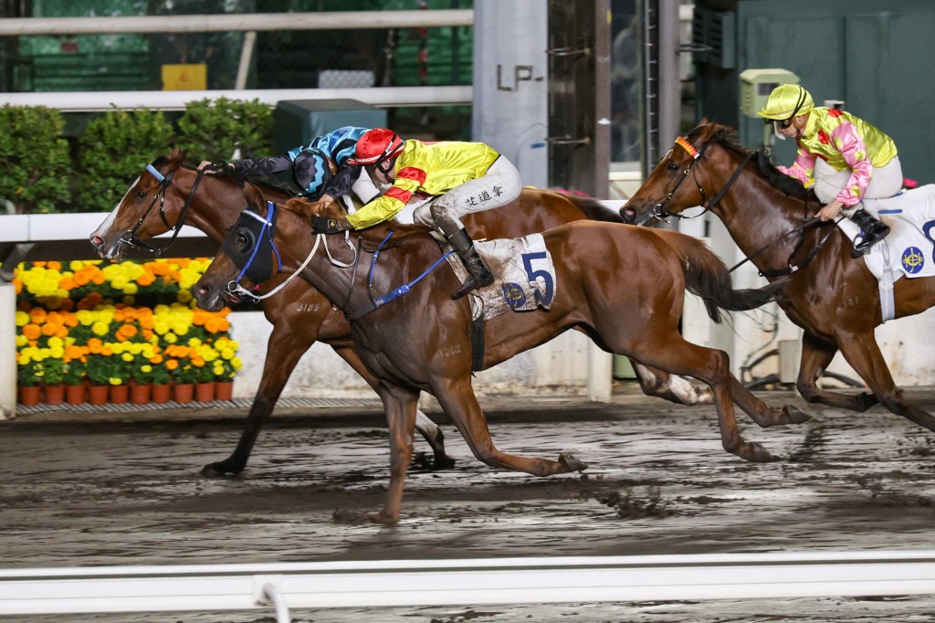 每日賽馬晚報(2025年2月13日),🇯🇵先見力求金鯱賞三連霸,🇶🇦桀驁之戀酋長錦標出擊