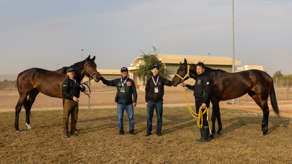 每日賽馬晚報（2025年2月21日），🇺🇸🇦🇺玉龍買斷More Than Looks，🇸🇦🇯🇵高木登盈寶雙雄準備就緒