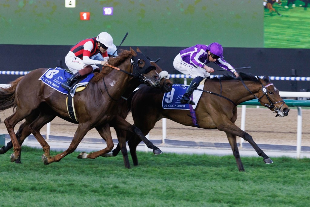 阿喬斯短途錦標，古摩亞堅信另類贏馬，嫡愛心不幸戰死沙場