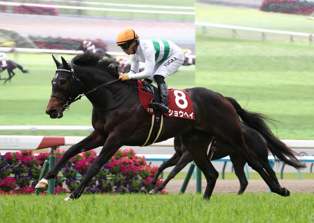 2025年10月26日賽馬日（10場田草、A跑道）、京都菊花賞推介