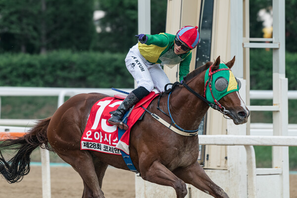 每日賽馬晚報（2025年5月13日），🇯🇵博物街確定由連達文策騎，🇰🇷Oasis Blue韓國打吡過兩關