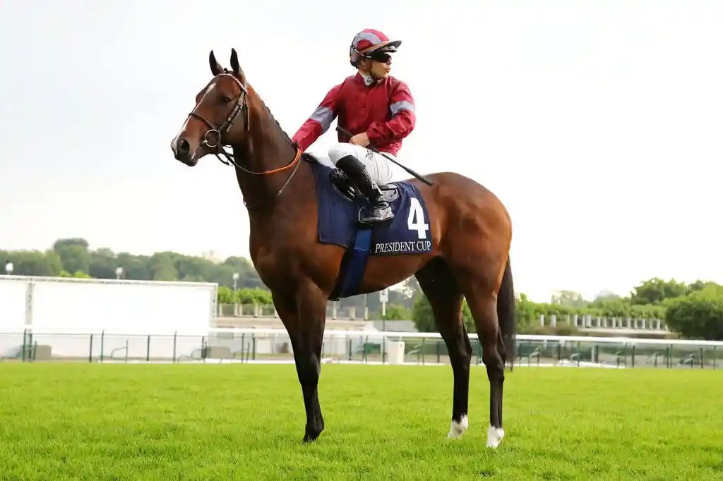 俊偉蹄黑馬之選