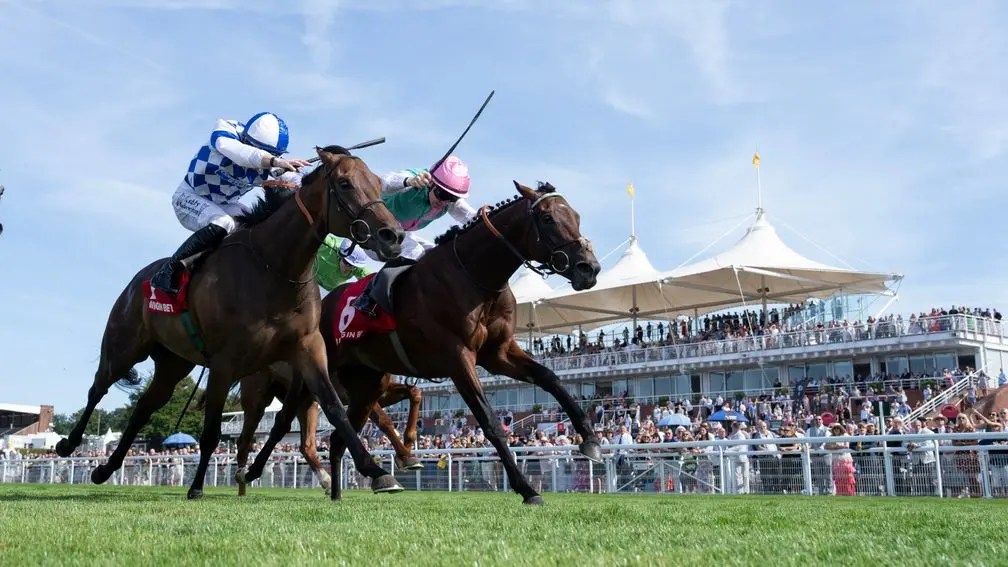 金水仙或跑杜拜草地大賽