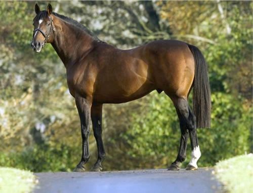 澳洲冠軍種馬燈塔島離世