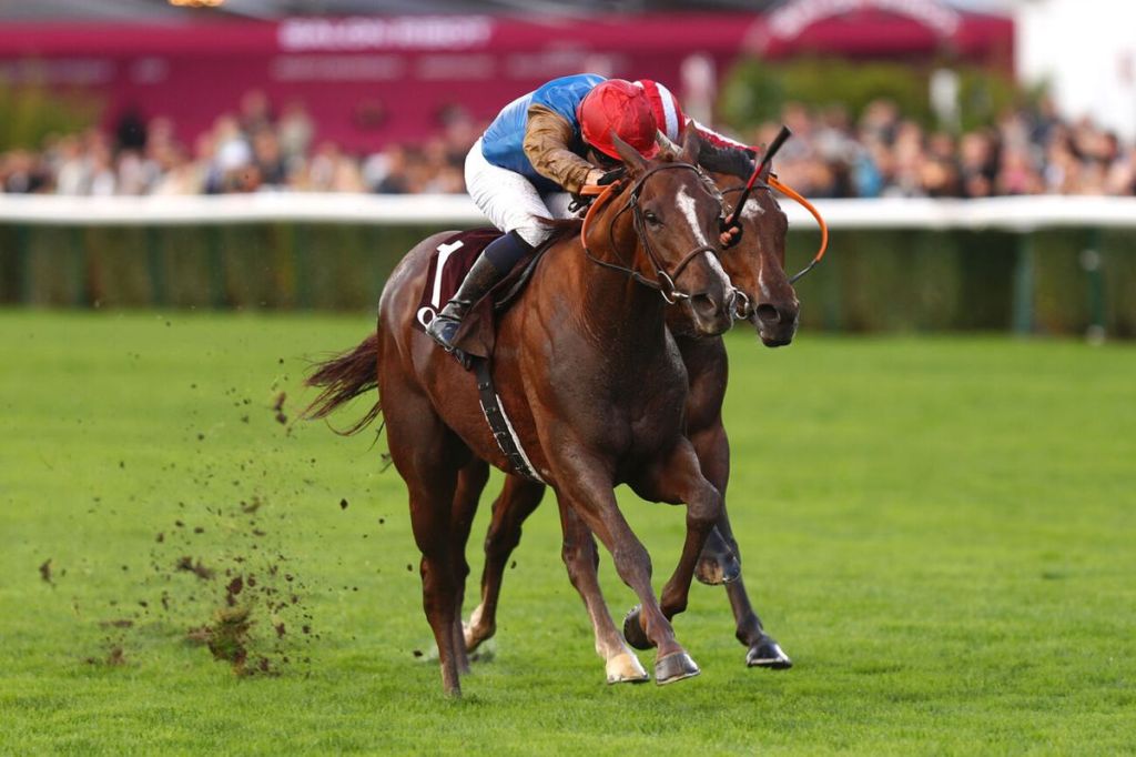 每日賽馬晚報（2025年10月8日），🇺🇸Into Mischief種費維持25萬美元，🇫🇷先睹風采凱旋門週末再贏二級賽