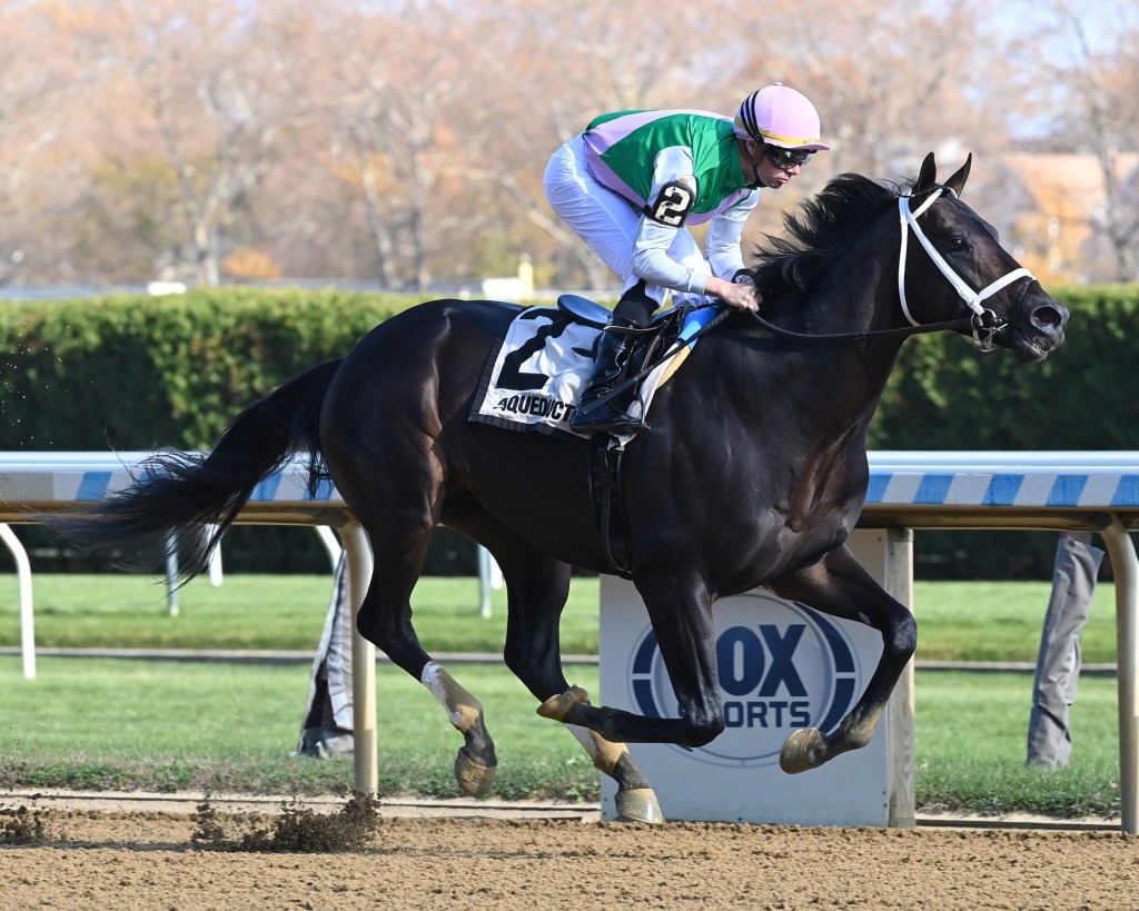 每日賽馬晚報（2025年11月11日），🇮🇪🇬🇧貝美雅做卓定咸馬場大使，🇺🇸Disco Time來年或在中東見