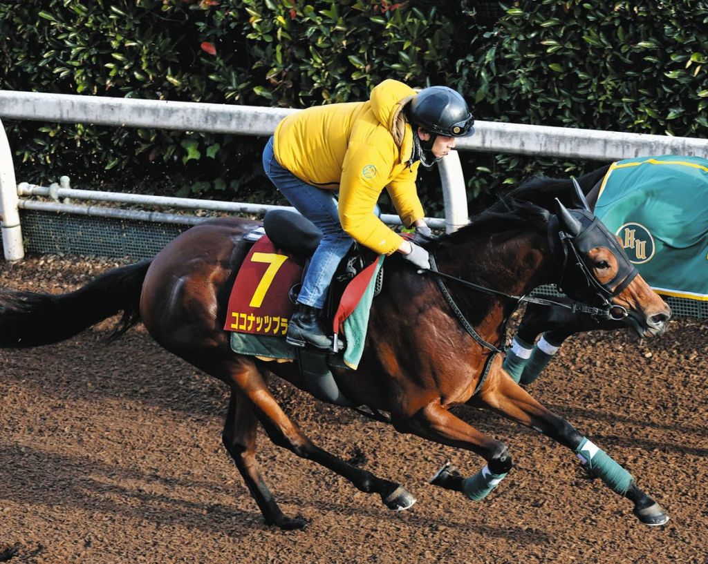 2025年11月16日女皇伊利沙伯二世盃賽馬日（S1）絕對精選