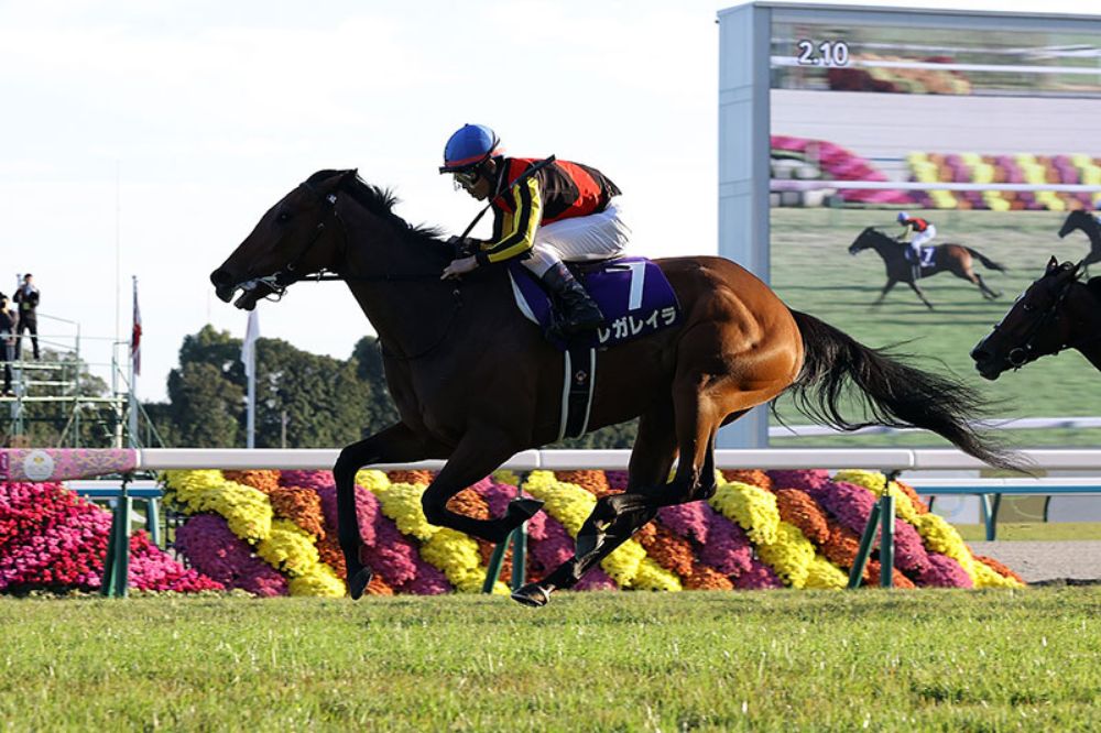 女皇伊利沙伯二世盃，蕾麗宮發揮Very Horse表現