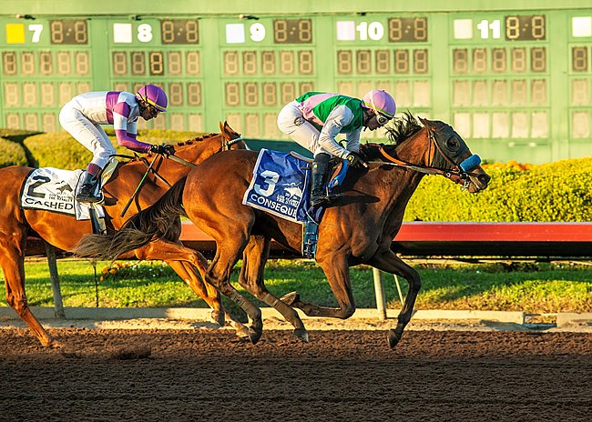 每日賽馬晚報（2025年12月8日），🇳🇿妙聲交織退役，🇯🇵李慕華壓陣北陵牧場怪物