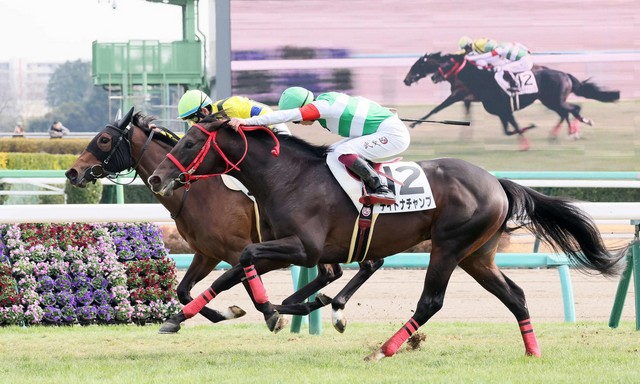 每日賽馬晚報(2026年1月5日),🇺🇸長途泥地馬接棒有望復出,🇯🇵歡快舞步攻下中山金盃