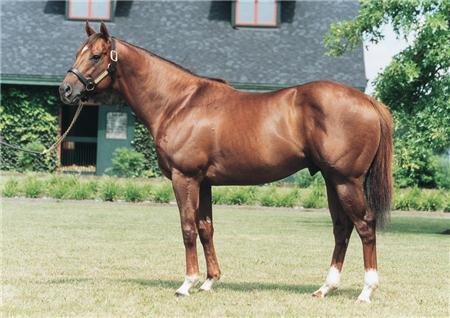 著名種馬幽趣離世