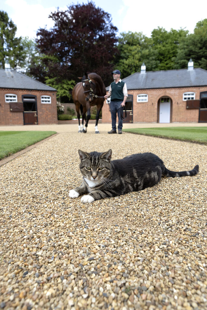 范高爾看守貓George離世