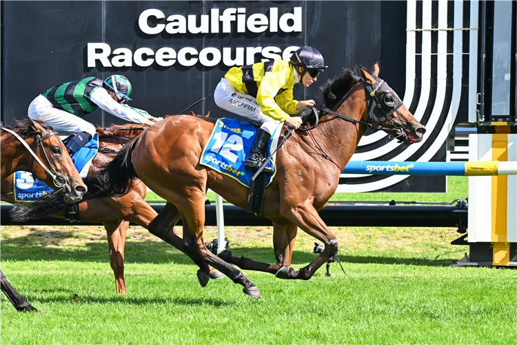 每日賽馬晚報(2026年2月22日),🇯🇵青春永駐等八駒賽馬娘化,🇦🇺Streisand奪走藍鑽錦標